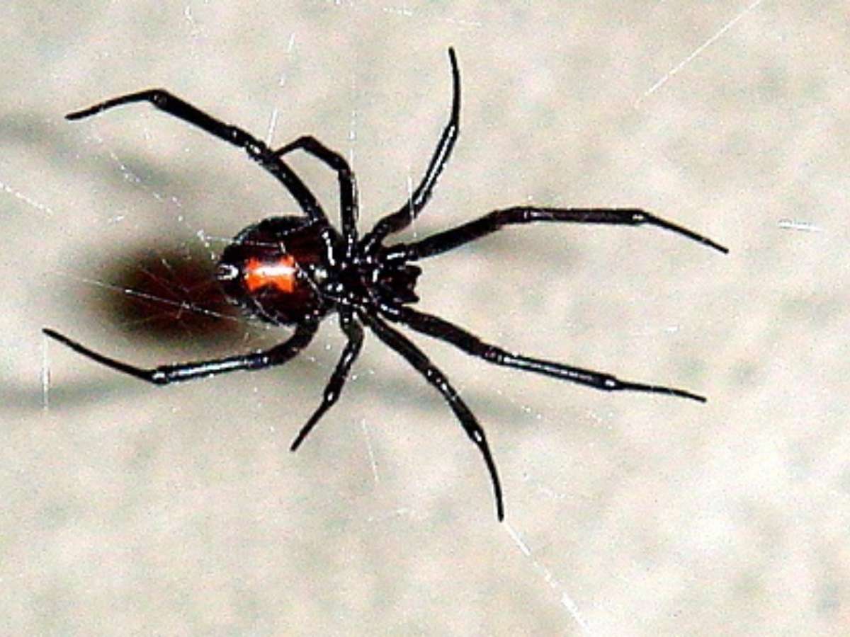 Black Widow
