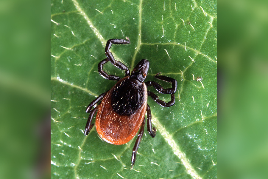 Deer Tick