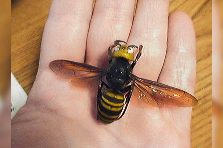 Giant Japanese Hornet
