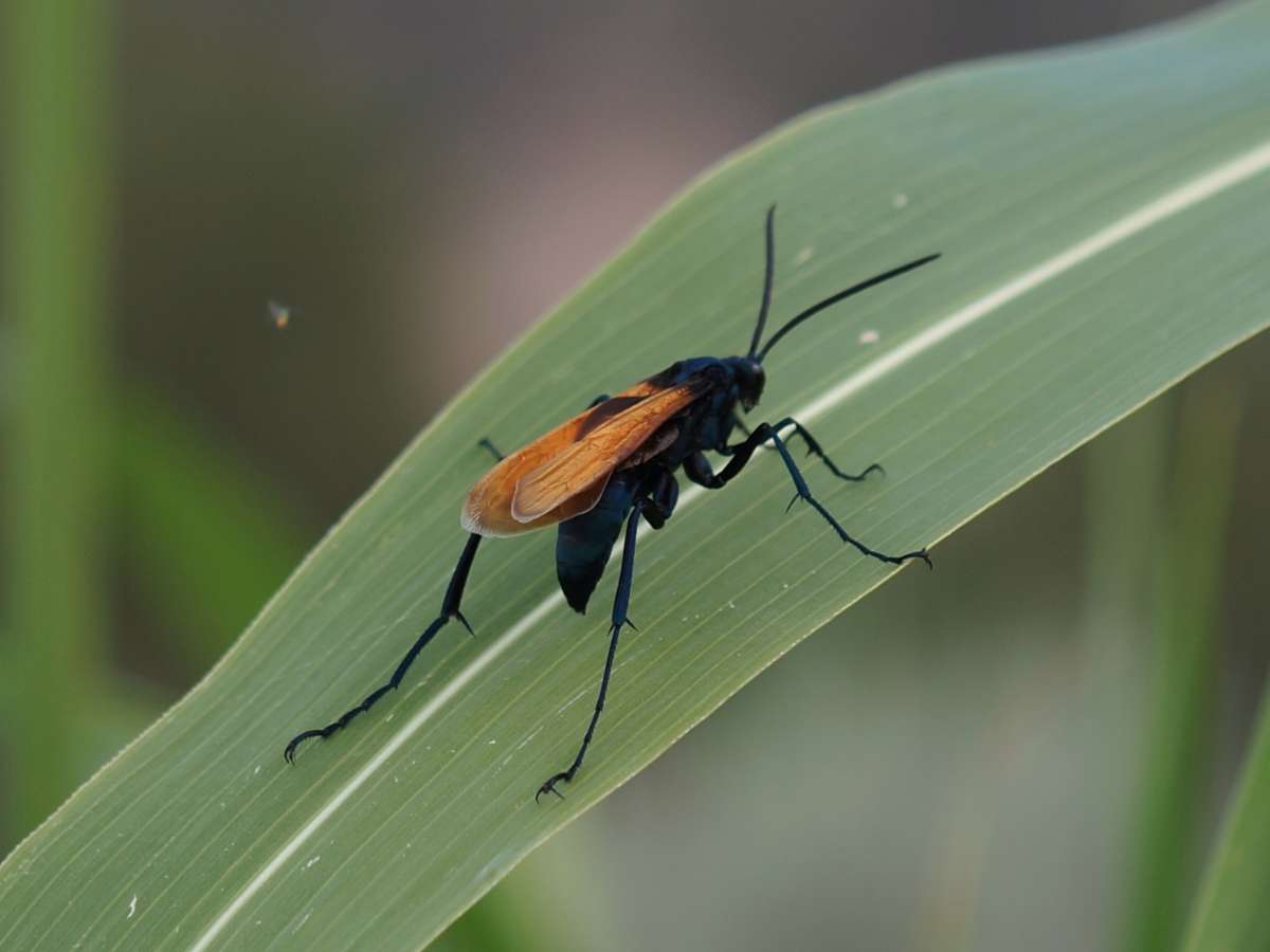 Tarantula Hawk