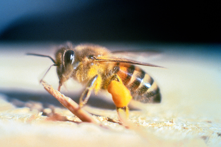 African Honey Bee