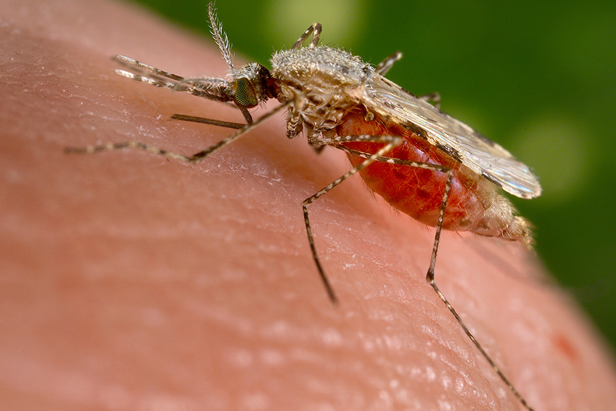 Anopheles Mosquito