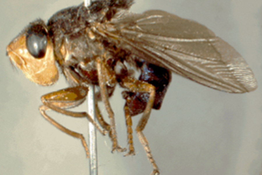 Human Botflies