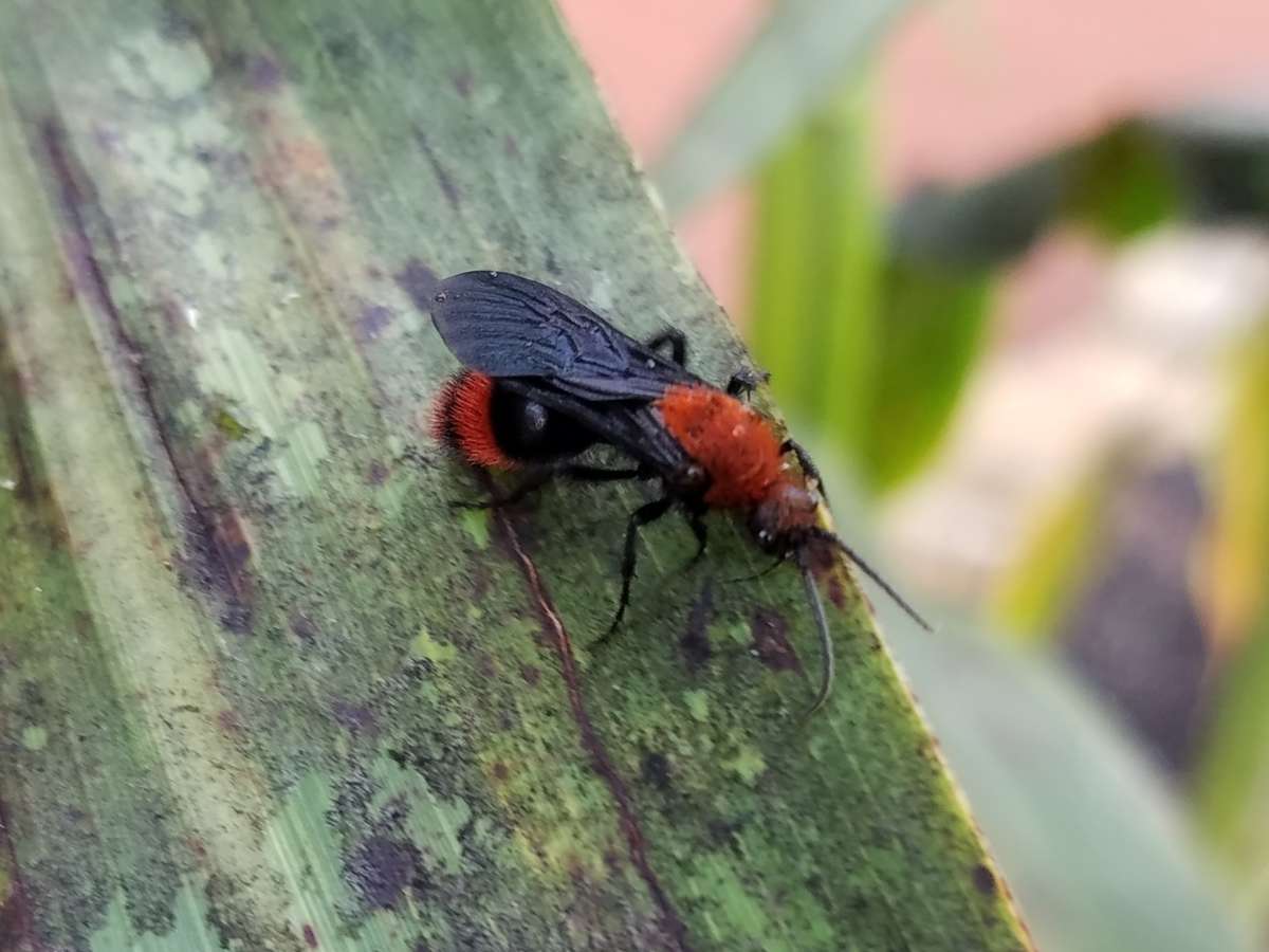 Red Velvet Ant