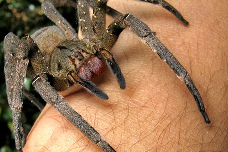 Brazilian Wandering Spider