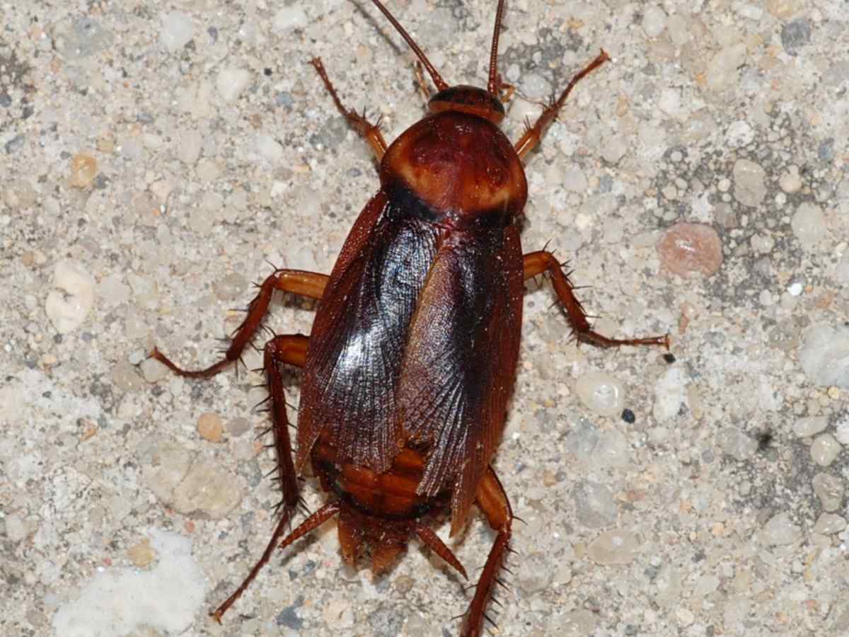 Cockroach