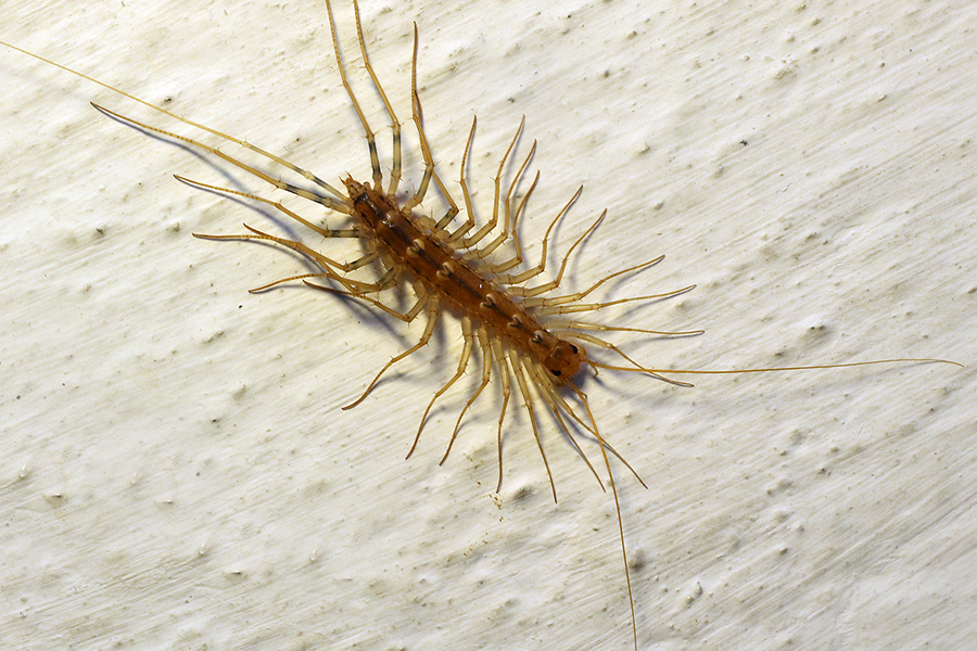 House Centipedes