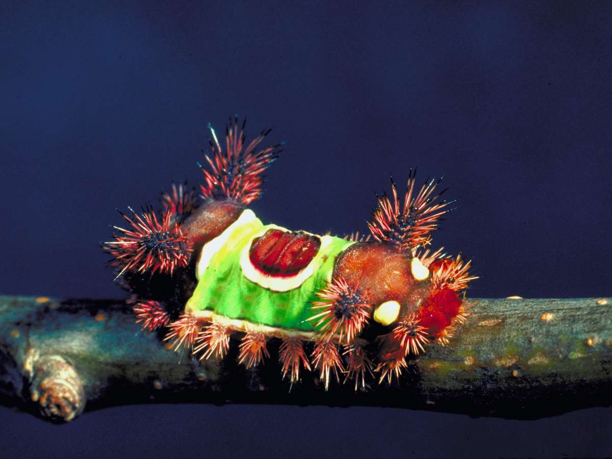Saddleback Caterpillar