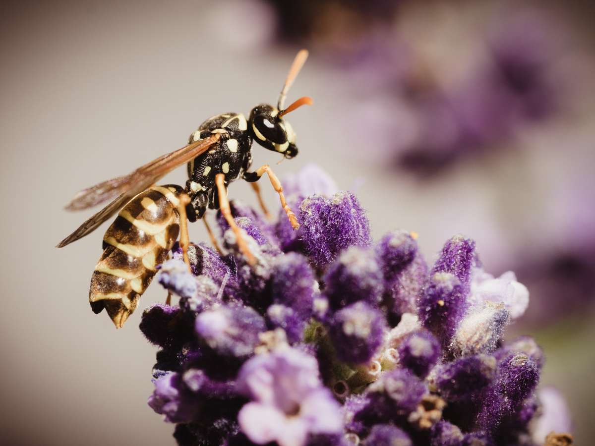 German Yellowjacket