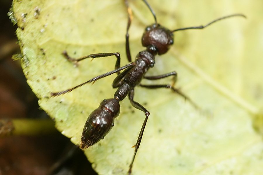 Bullet Ant