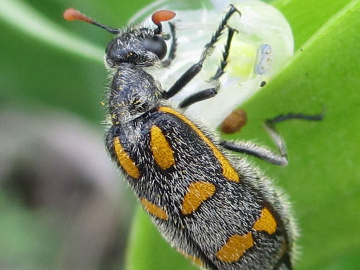Blister Beetle