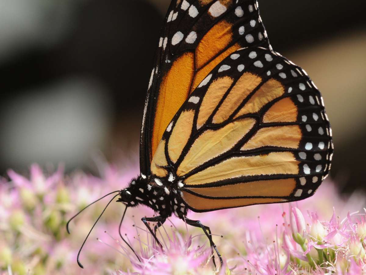 Monarch Butterfly