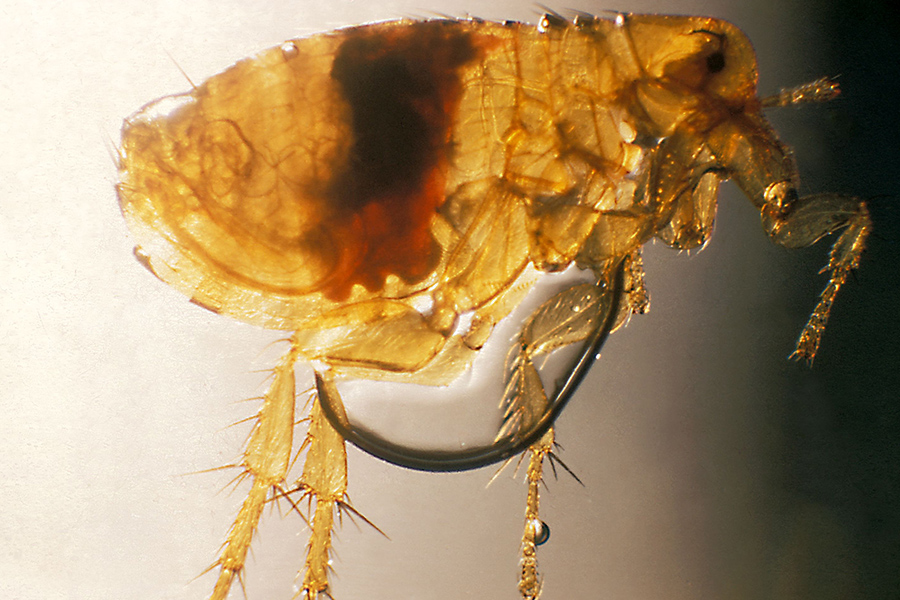 Rat Fleas