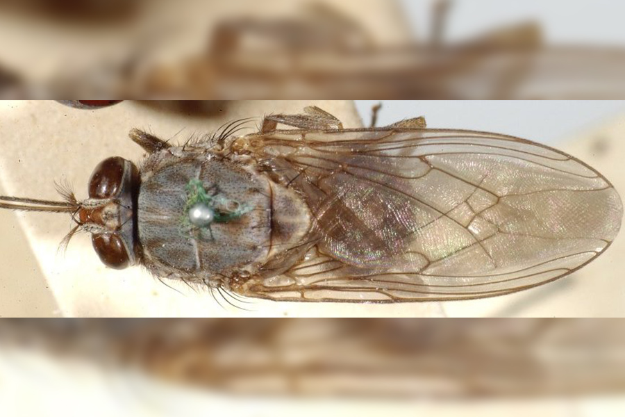 Tsetse Fly