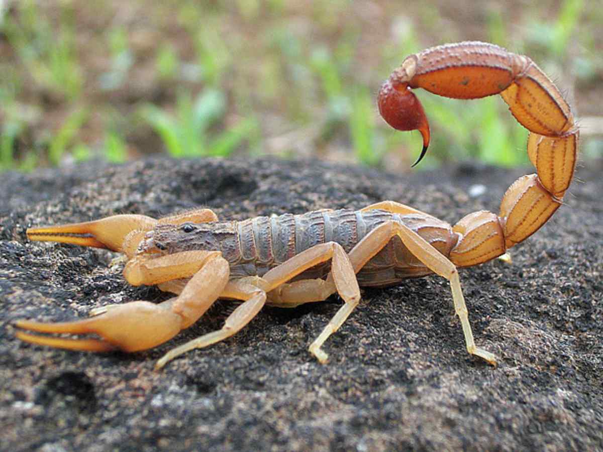 Indian Red Scorpion