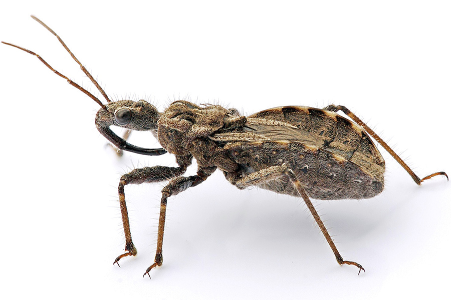 Assassin Bugs