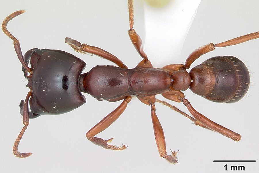 Siafu Ants