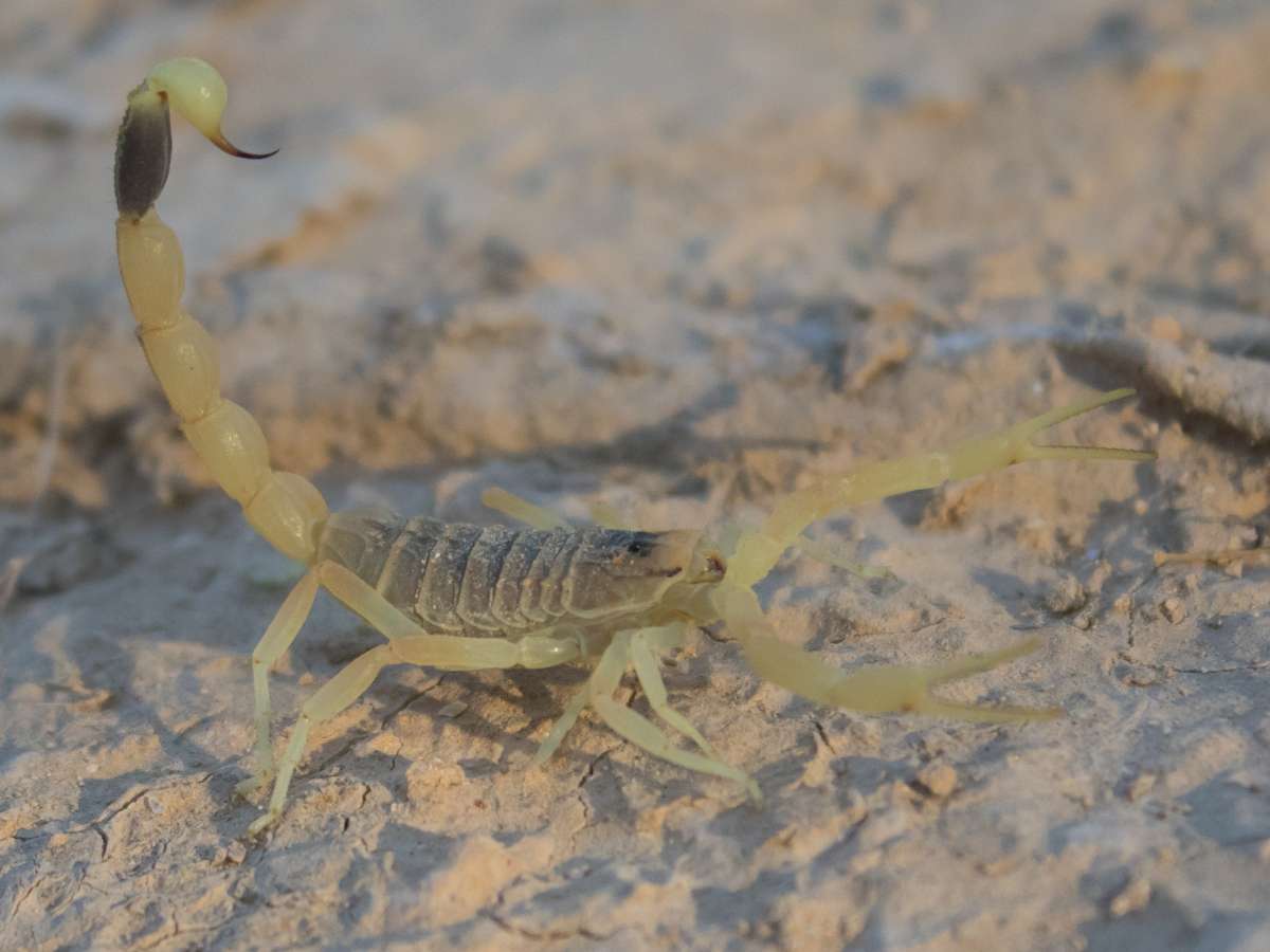 Deathstalker Scorpion