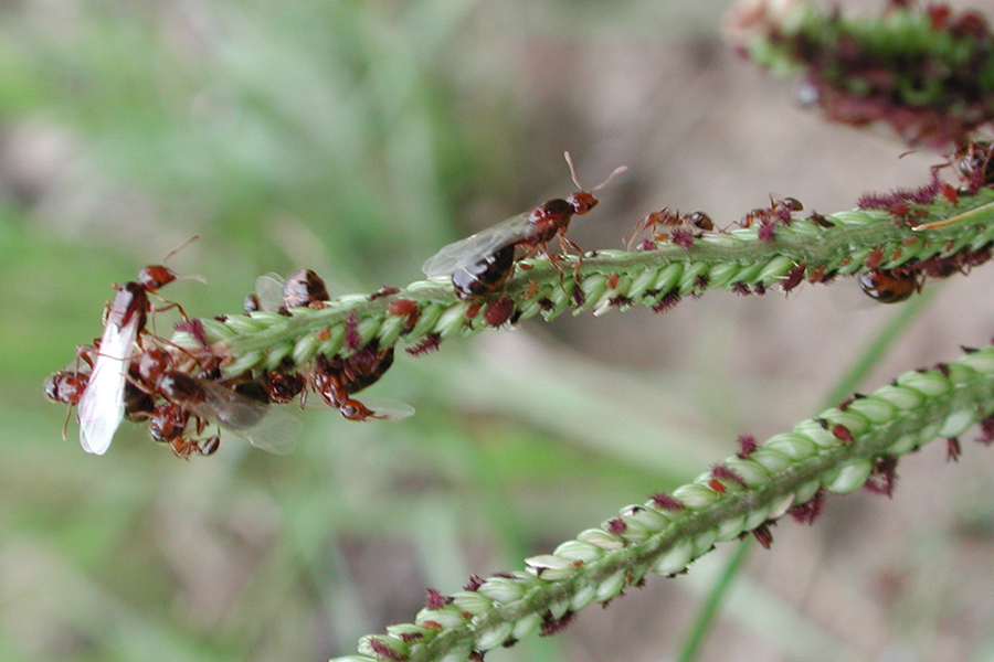 Fire Ants