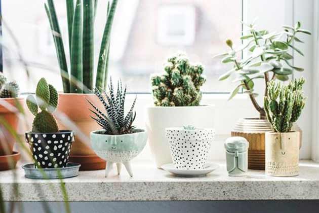Real Plants