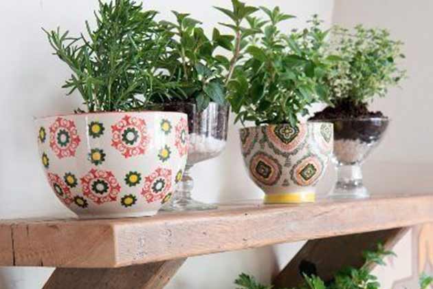 Living Herbs