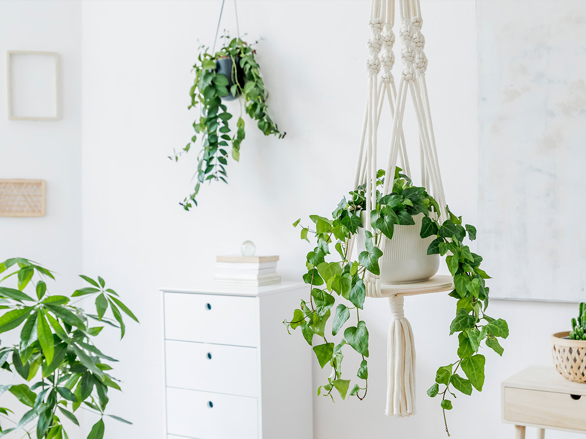 Hanging Plants
