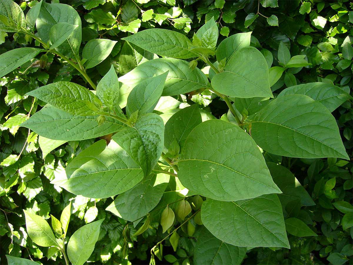 Belladonna