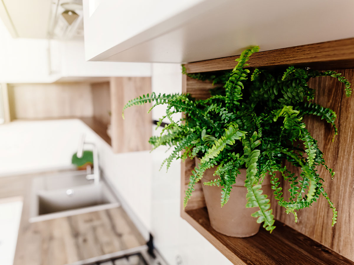 Ferns Everywhere