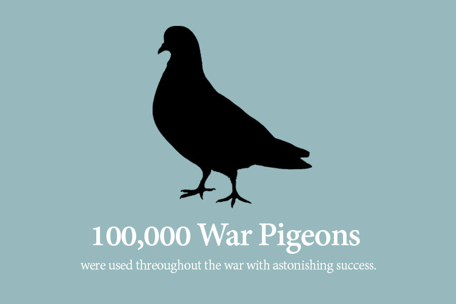War Pigeons