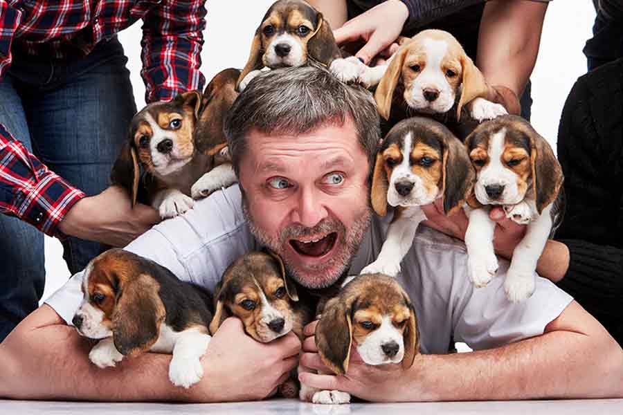 Animals