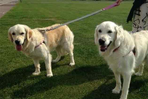 Dog-Walking
