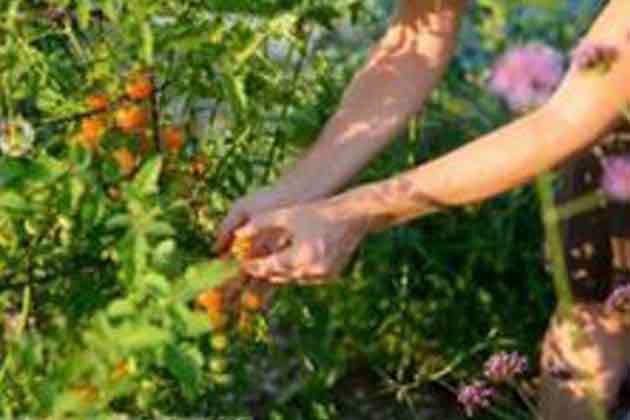 Gardening