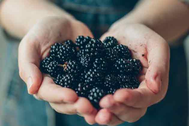 Blackberries