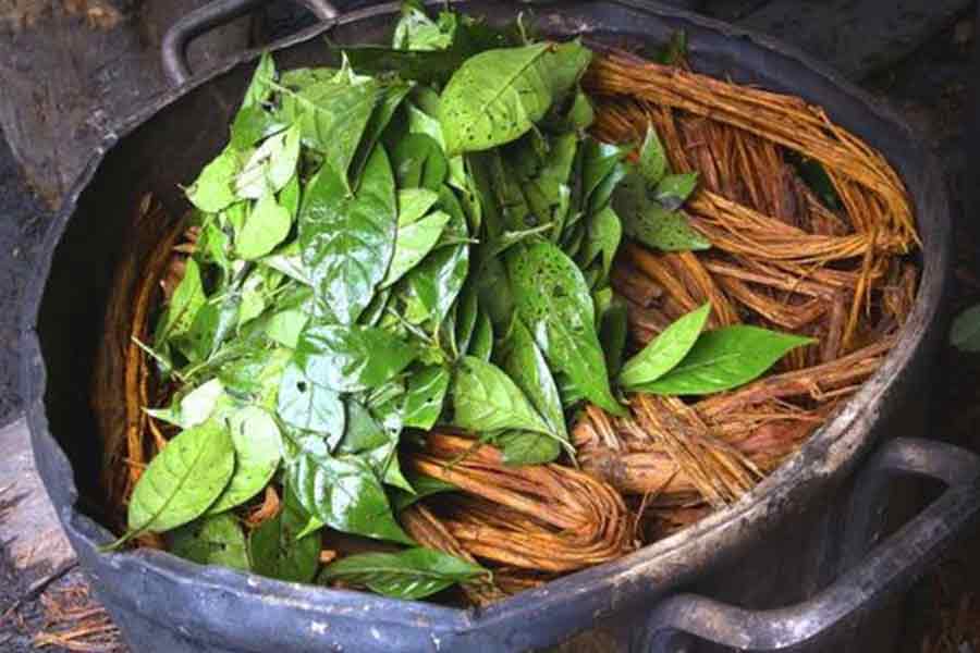 “Ayahuasca transforms lives and heals psychic wounds.”