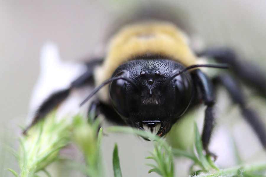 “Let a bee sting you for great skin.”
