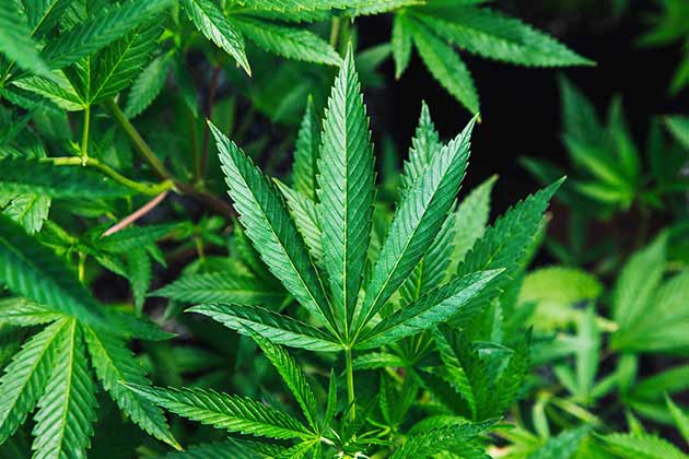 Marijuana