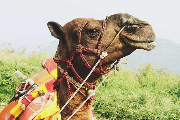 Camels on Highways