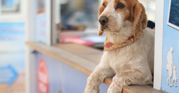 6 Ways to Protect Your Pets from Fleas and Ticks