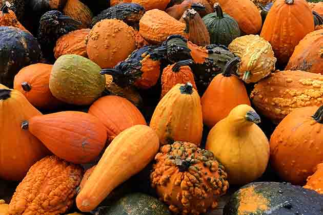 Squash