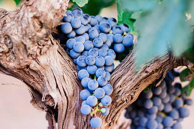 Grapes
