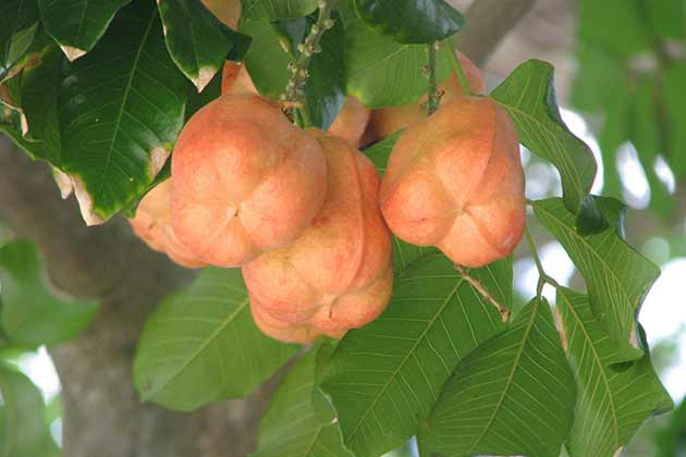 Ackee