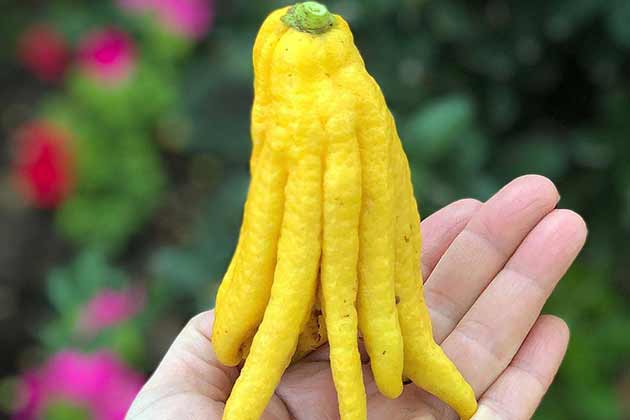 Buddha’s Hand