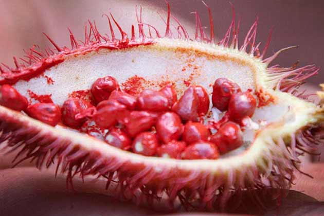 Achiote Fruit
