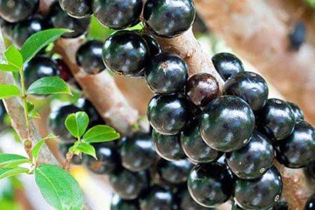 Jaboticaba