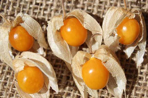 Picchu Berry