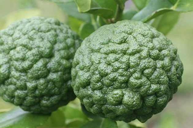 Makrut Lime