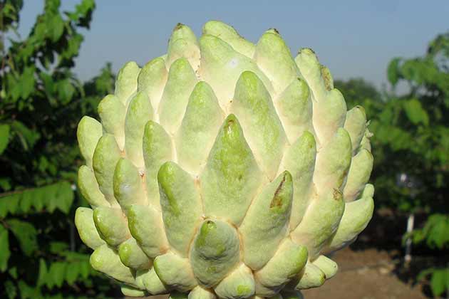 Custard Apple