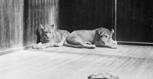30 Bizarre Presidential Pets