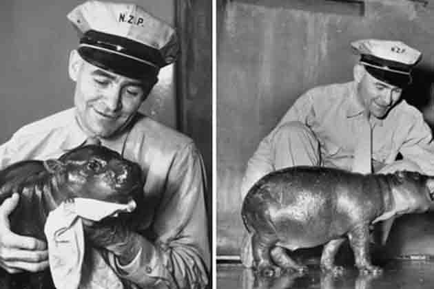 Calvin Coolidge – Billy the Pygmy Hippopotamus