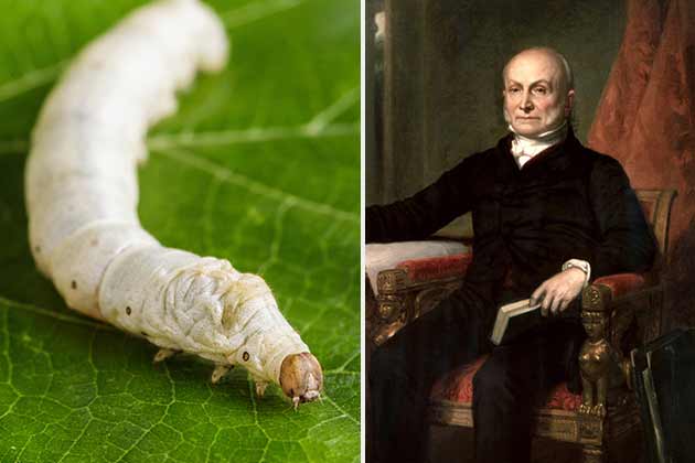 John Quincy Adams – Silkworms